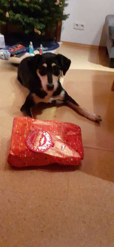 Dogorama Photo Challenge - Bescherung-Beitrag-Bild