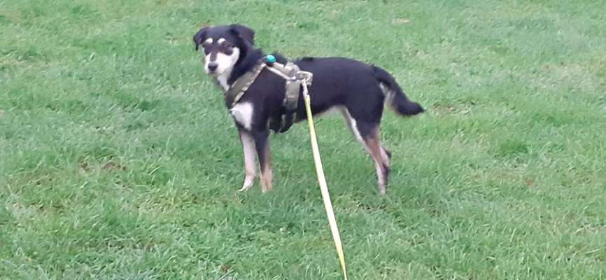 Wo sind die Mischlinge?-Beitrag-Bild