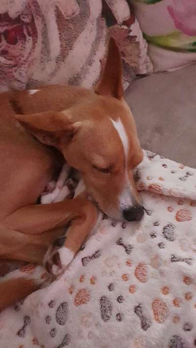 Podenco oder auch mix gefragt-Beitrag-Bild