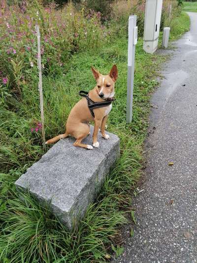 Hundetreffen-Treffenzu0m spazieren gehen-Bild