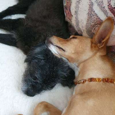 Hundetreffen-Suchen Kumpel zum Gassi gehen und toben