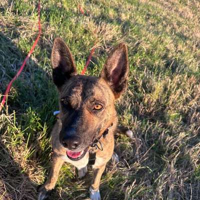 Hundetreffen-Hundefreund oder Hundefreundin gesucht-Bild