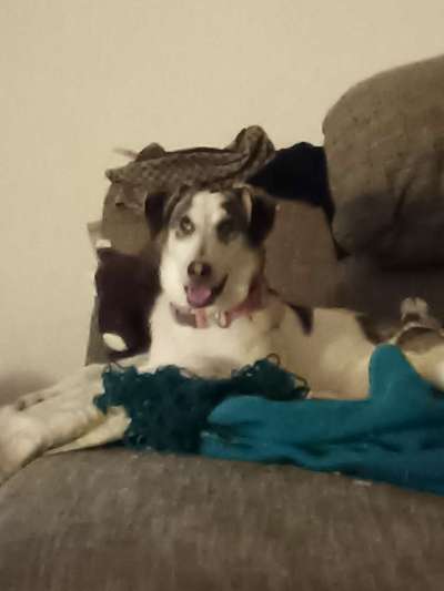 Auslandstierschutz-Beitrag-Bild