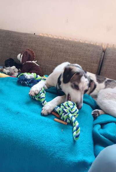 Auslandstierschutz-Beitrag-Bild