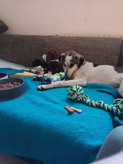 Auslandstierschutz-Beitrag-Bild