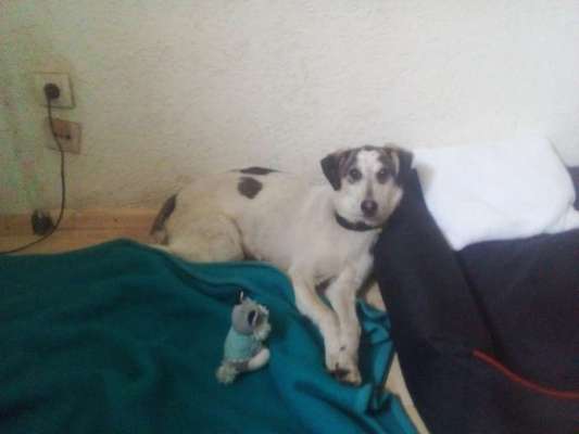 Auslandstierschutz-Beitrag-Bild