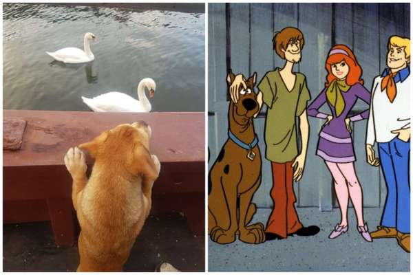 Wie heißt dein Hund?-Beitrag-Bild