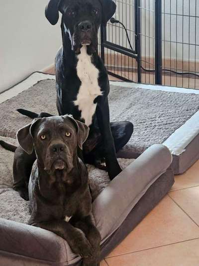 cane corso-Beitrag-Bild