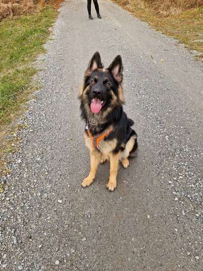 Hundetreffen-Spiel- und Gassipartner-Bild