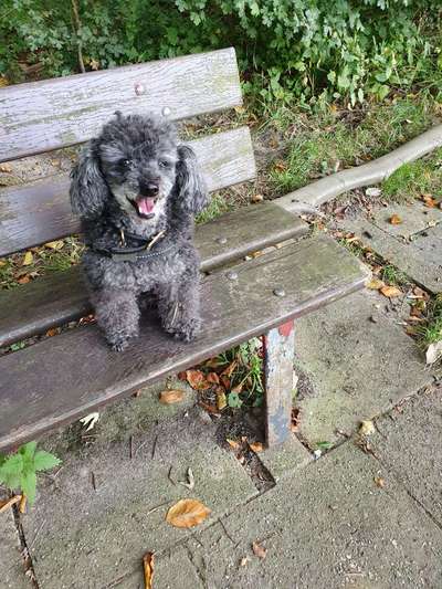 Hundekot wegräumen-Beitrag-Bild