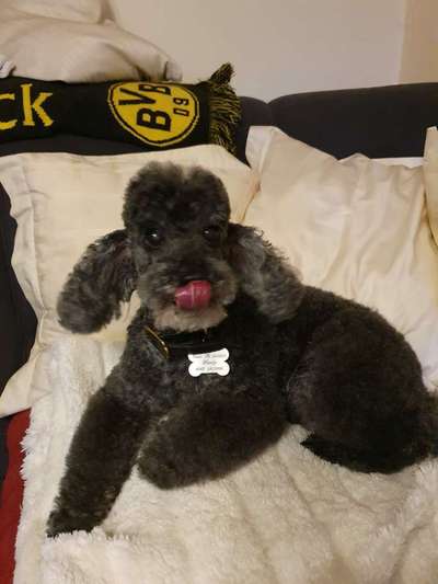 Fotochallenge Nr. 59 - Mein Hund zeigt die Zunge-Beitrag-Bild