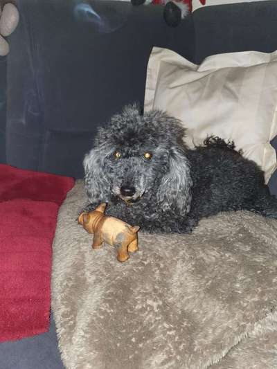 Hundekot wegräumen-Beitrag-Bild