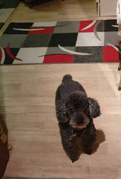 Castiel isst nicht-Beitrag-Bild