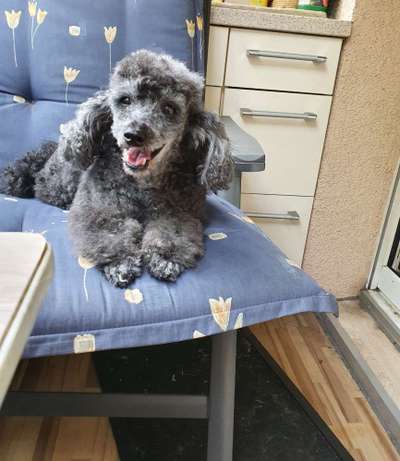 Alles rund um den Pudel-Beitrag-Bild