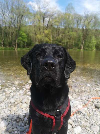 Dogorama-Monats-Challenge-Mai "Wasser"-Beitrag-Bild