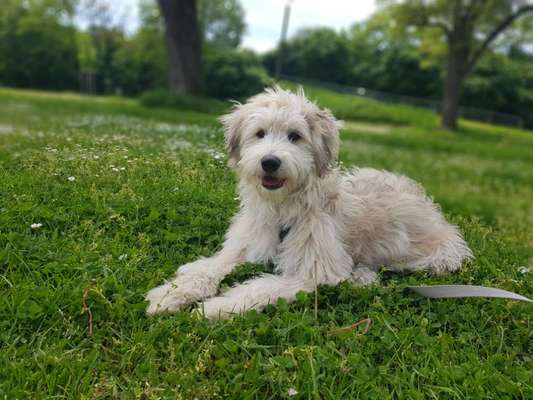 Welche Hunderasse-Beitrag-Bild