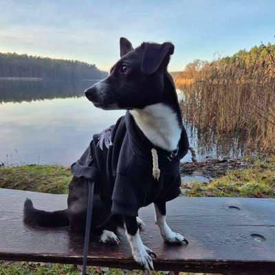 Hundetreffen-Hundefreunde für Trainings- und Gassirunde in OPR/Oberhavel gesucht-Bild