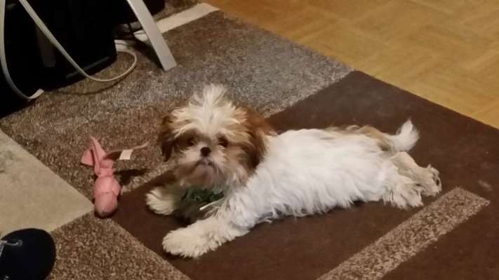 Welpen Bilder !-Beitrag-Bild