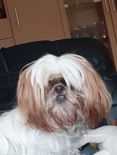 Shih Tzu von Jung bis Senioren-Beitrag-Bild