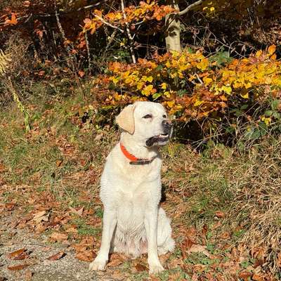 Hundetreffen-Trainings Buddies für Fussarbeit gesucht-Bild