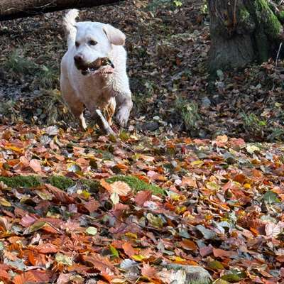 Hundetreffen-Dummy Trainingspartner gesucht-Bild