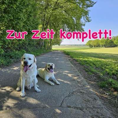 Hundetreffen-Kleine (private) Trainingsgruppe für Grundgehorsam  - 4-5 Mensch-Hund-Teams-Bild