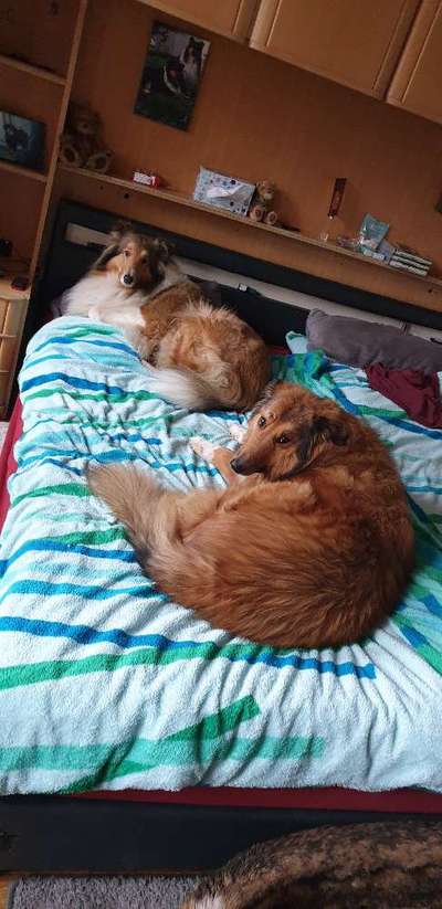 Gemeinsames Kuscheln im Bett!-Beitrag-Bild