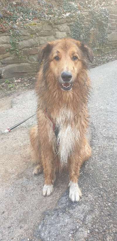 Mischlingshunde Foto Aufruf-Beitrag-Bild