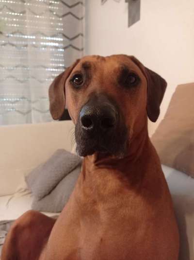 Rhodesian Ridgeback-Beitrag-Bild