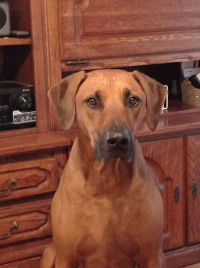 Hundetreffen-Ridgeback treffen Neuss-Bild