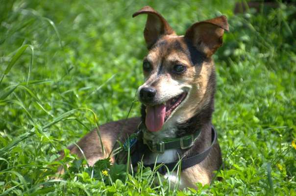 Unsere Fellnasen im Regenbogenland-Beitrag-Bild