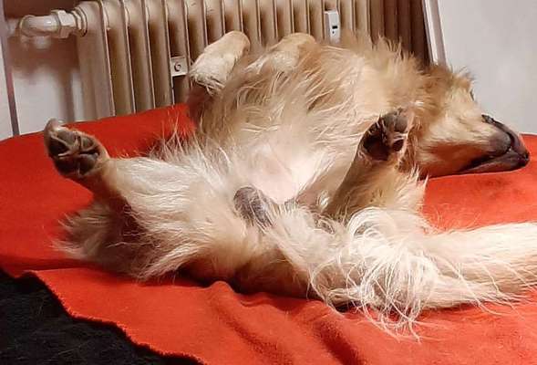 Lustigsten Grimassen von euren Hunden-Beitrag-Bild