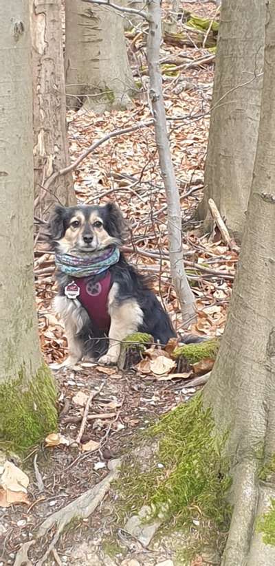 eure Spitznamen für die Vierbeiner-Beitrag-Bild