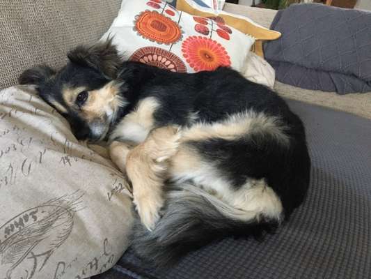 TierschutzhundeStammtisch🐕-Beitrag-Bild