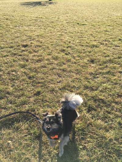 eure Spitznamen für die Vierbeiner-Beitrag-Bild