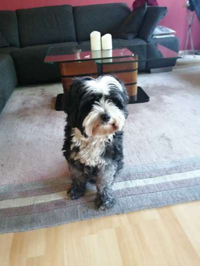 Wie kamst du zu deinem Hund?-Beitrag-Bild