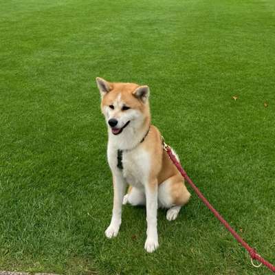 Hundetreffen-Social-Walk-Buddy gesucht-Bild