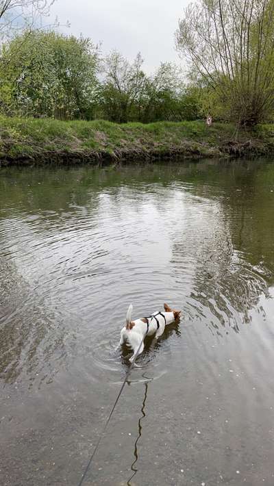 Dogorama-Monats-Challenge-Mai "Wasser"-Beitrag-Bild