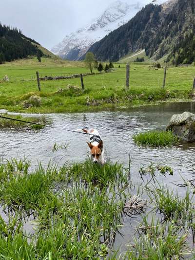 Dogorama-Monats-Challenge-Mai "Wasser"-Beitrag-Bild