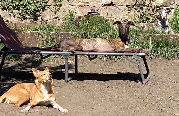 Windhunde - Treffen der besonderen Schönheiten
HERZLICH WILLKOMMEN-Beitrag-Bild