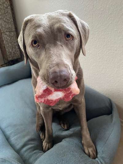 Zeigt her Eure Futternäpfe-Beitrag-Bild