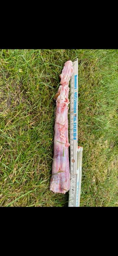 Angst vor Knochen-Beitrag-Bild