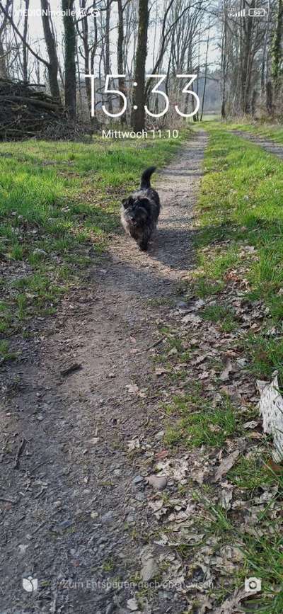 Hundetreffen-Runde Gassi Gehen-Bild