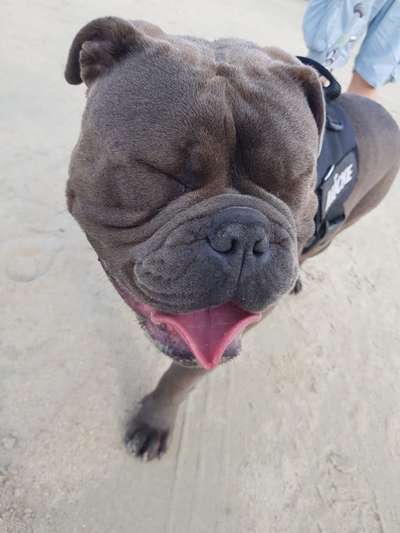 Dogorama Photo Challenge - Einmal lächeln bitte-Beitrag-Bild