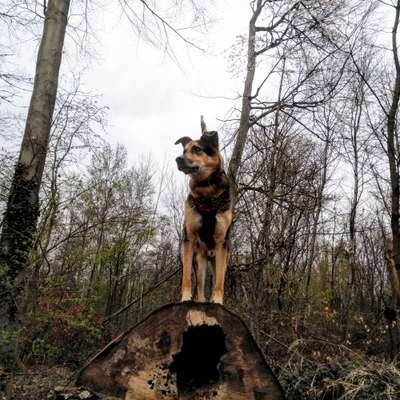 Fotochallenge No. 26                                     Wald und Wiese-Beitrag-Bild