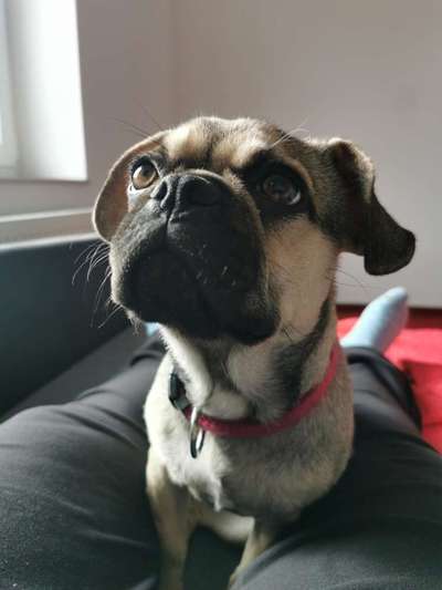 Zeigt mir die tollste Nahaufnahme von eurer Fellnase-Beitrag-Bild