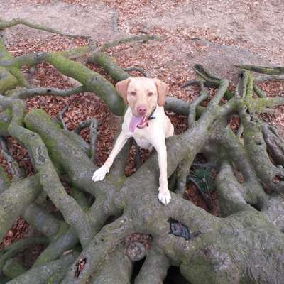 Die Dogorama Kalender Challenge Titelbild-Beitrag-Bild