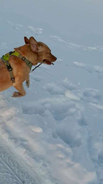 Zeigt eure verrücktesten Hundebilder-Beitrag-Bild