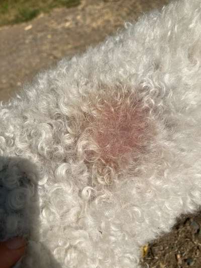 Tales&Tails Meinungen & Erfahrungen-Beitrag-Bild