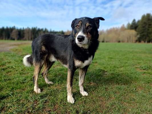 Hundetreffen-Gassirunde-Bild